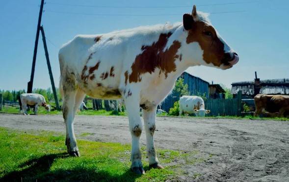 Un sorprendente hallazgo: un campesino ruso descubre más de mil dólares escondidos en el estómago de su vaca