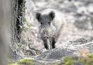 ENBA reclama «mayor control» de la población de jabalíes ante el riesgo que suponen para la cabaña ganadera