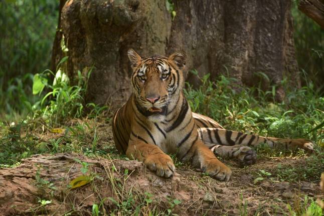 Woman wanted by Interpol over smuggling of tiger body parts arrested in India