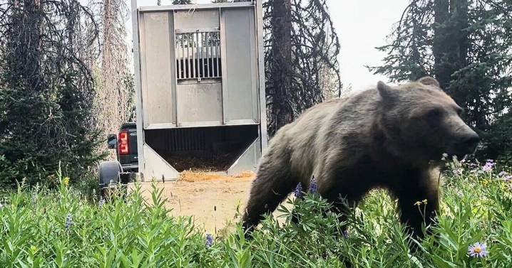 What happened to the grizzlies Wyoming trucked in from Montana to boost genetic diversity?