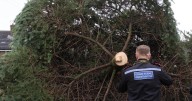 Two arrested after Shotton Colliery Christmas tree cut down