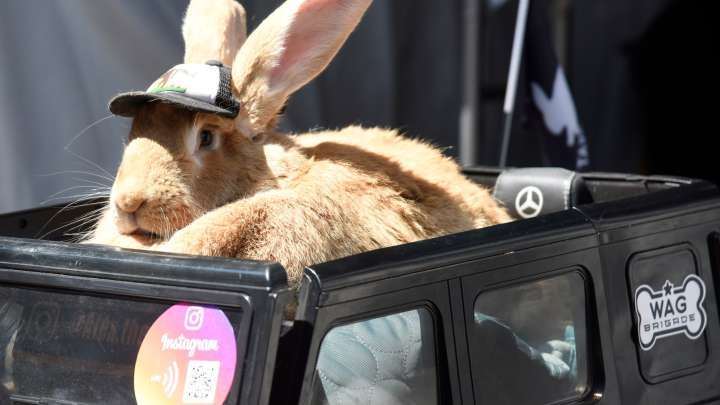 Bunny Cafe opening first location in San Francisco