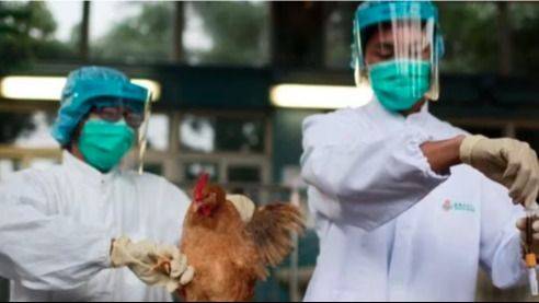 Argentina inició pruebas de una vacuna contra la gripe aviar