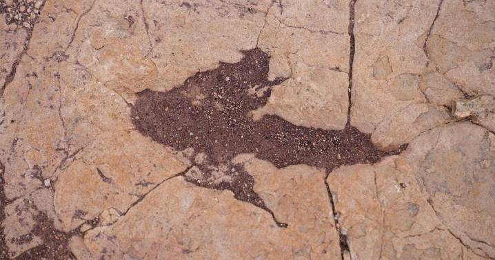 16,000 fossil footprints in central Bolivia reveal dinosaur behavior