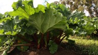 Mennonite Woman Has So Much Extra Rhubarb She Just Doesn't Know What to Do with it All