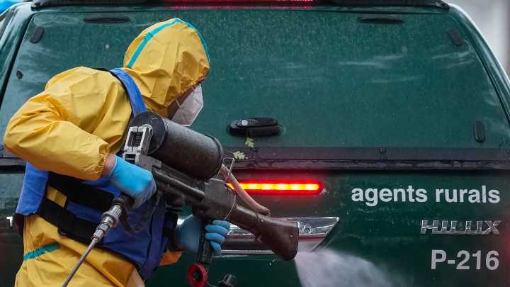 Peste porcina africana en España, en directo: última hora del brote en Cataluña, jabalíes muertos y zonas afectadas