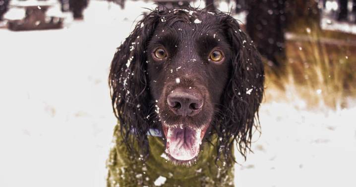 Don't forget pets when preparing for winter's cold. Here's what experts recommend