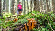 California Discourages Wild Mushroom Foraging After Fatal Outbreak