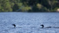 More loons are filling Maine’s lakes with their ghost
