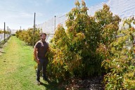 Crece el cultivo de palta y hay casi 30 hectáreas sembradas