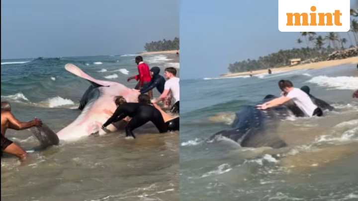 Locals and tourists rescue stranded shark at Kerala's Varkarla beach