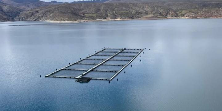 Una Patagonia que late en azul: la trucha arcoíris gana protagonismo global