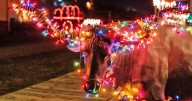 Vote in the Cowtown Christmas Light Showdown