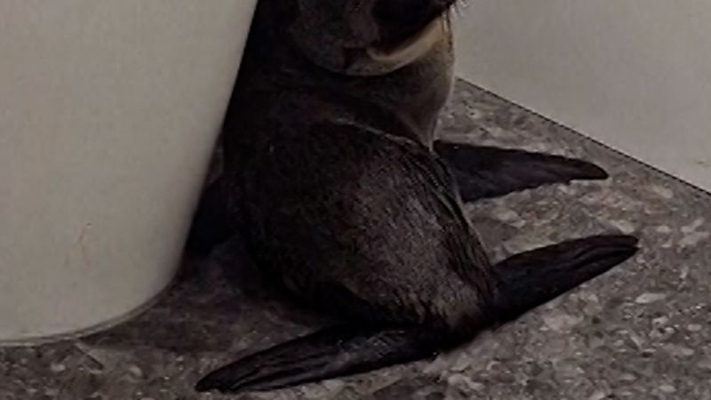 Baby seal wanders into a bar