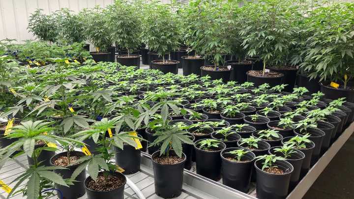 Alabama’s long wait for medicinal cannabis could be nearing end as commission awards dispensary licenses
