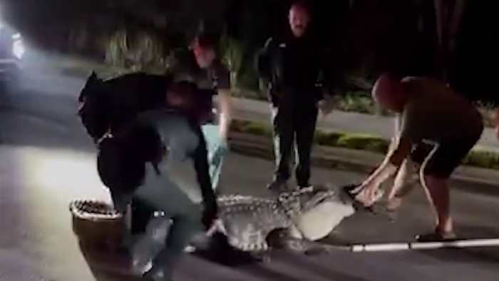 ‘See ya later, Alligator:’ Florida deputies corral 600‑pound reptile in middle of road