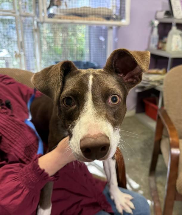 Pet of the Week: Dolores, the friendly terrier