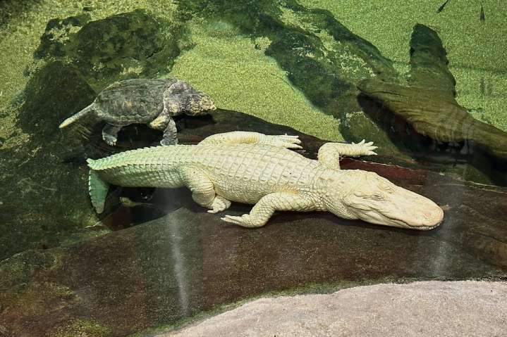 San Francisco’s beloved albino alligator Claude dies at 30