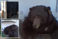 Weird way officials are trying to lure a 550-pound bear out from underneath Altadena home