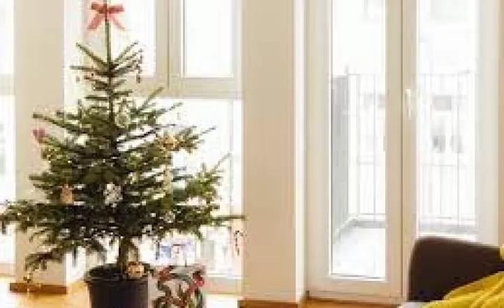 La crisis también llega al árbol de Navidad: armarlo cuesta entre $30.000 y $100.000 en 2025