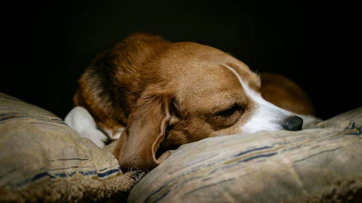 La raza de perro que es recomendada para personas tranquilas: duerme hasta 20 horas por día