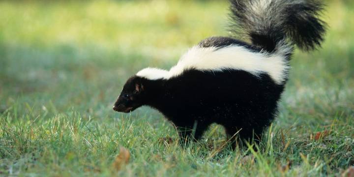 Man dies of rabies after kidney transplant from donor who unknowingly had disease, CDC says