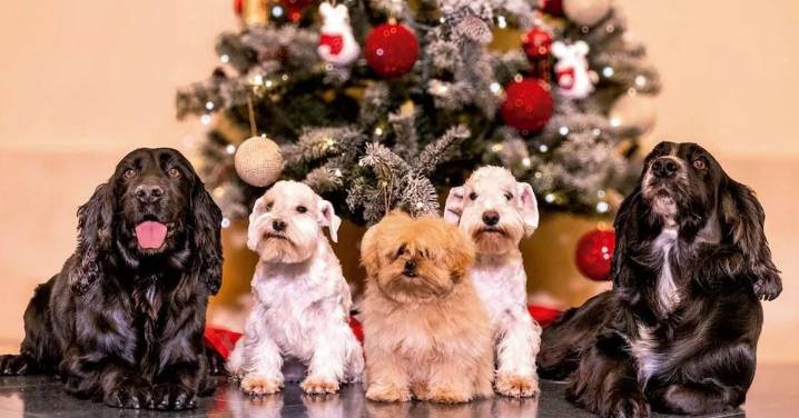 Los adorables perros de la felicitación de los reyes eméritos, ¿de qué razas son?