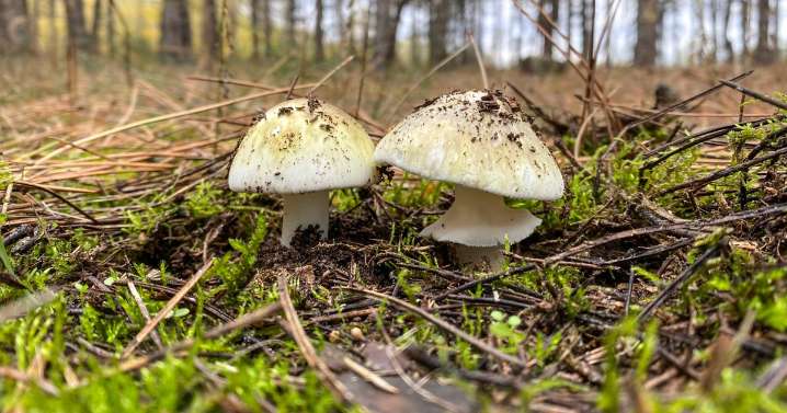 Poisonings from 'death cap' mushrooms in California prompt warning against foraging