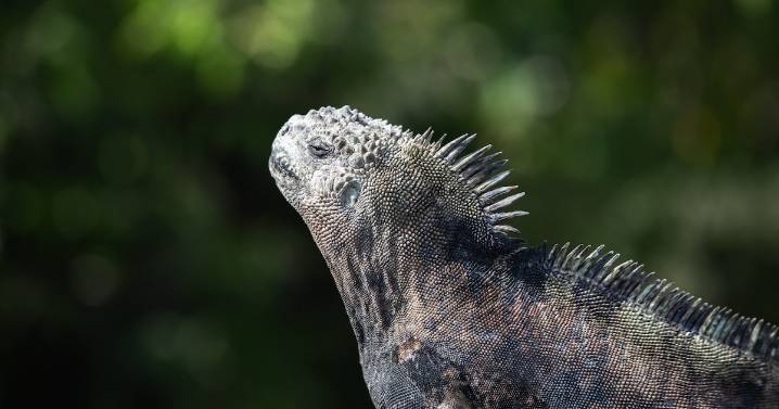 El dilema de Galápagos: conservar un ecosistema único ante las presiones del turismo