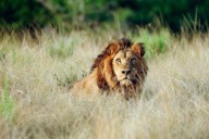Africa’s wildlife has lost a third of its ‘ecological power,’ study says