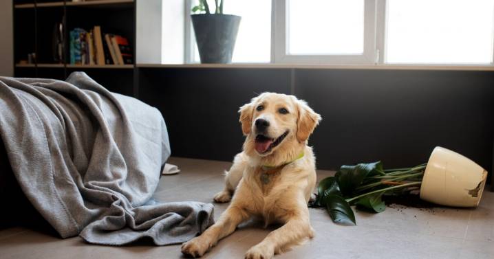 Cómo evitar que tu perro ladre cuando se queda solo: estrategias efectivas que sí funcionan