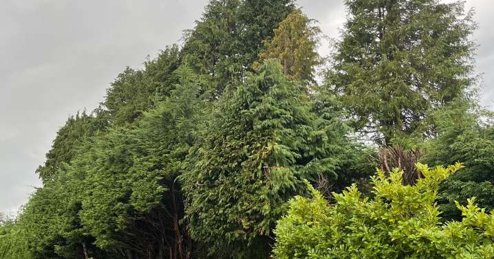 Edinburgh couple 'can't enjoy their garden' due to shade from 'colossal' trees