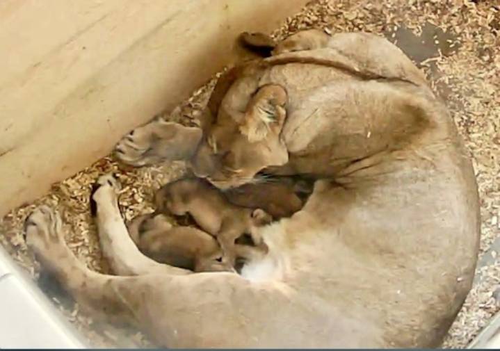 Detroit Zoo lioness gives birth to 3 healthy cubs