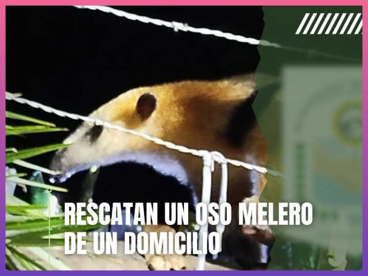 PUERTO VILELAS: Rescatan A Un Oso Melero Que Había Ingresado A Una Vivienda