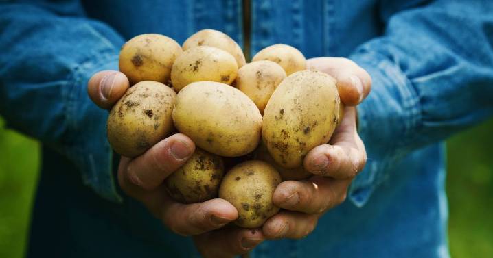 Potatoes won't sprout and will keep fresh for 6 months when stored in one place