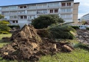 El Ayuntamiento traslada las palmeras del parque de Los Tres Laredos