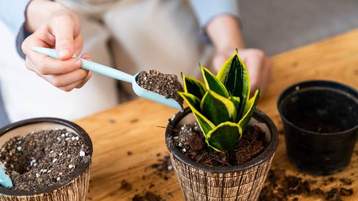 Winter houseplants that won’t die in low light