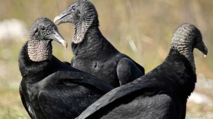 Myakka River State Park: Florida’s untamed natural oasis
