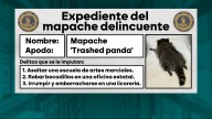 El famoso mapache borracho no actuó en Virginia por primera vez: este es su historial delictivo