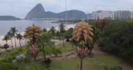 Decades-old palm trees in Rio de Janeiro flower for the first — and only — time