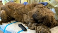 Utah Rescuers Reveal The True Face Of A Pup After Hours Of Careful Grooming