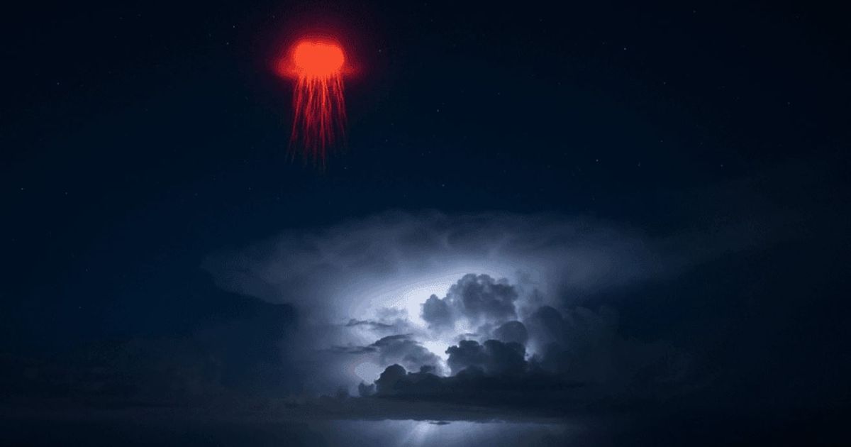 'Red jellyfish' appear on the ocean after a storm sparking alien invasion theories