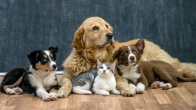 Two bills introduced to regulate pet stores, pet loans in Ohio