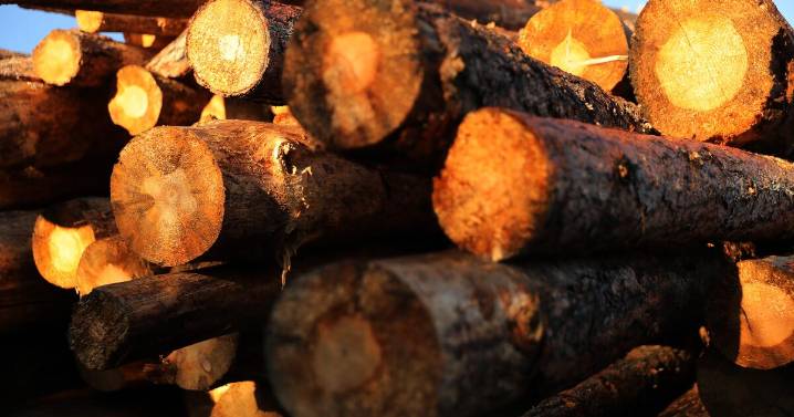 Contributor: The American West's most iconic tree is disappearing