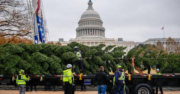 The story of how a Nevada fir became the U.S. Capitol Christmas tree