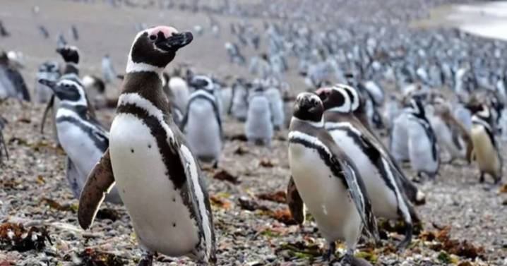 El nuevo streaming del Conicet será sobre los pingüinos de la Patagonia