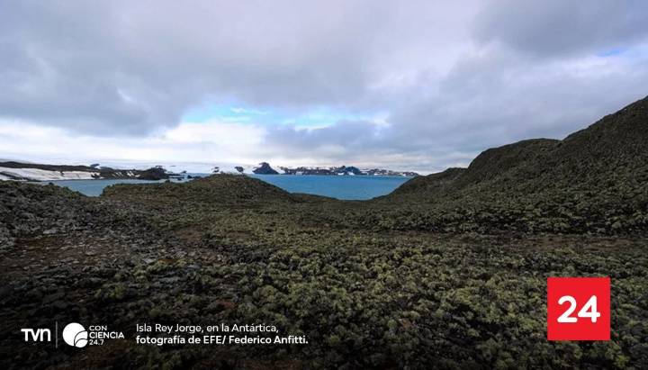 La Antártica tiene más de 107 mil hectáreas de vegetación, revela estudio inédito