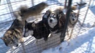 Strangers help after trailer full of sled dogs overturns on icy Minnesota highway