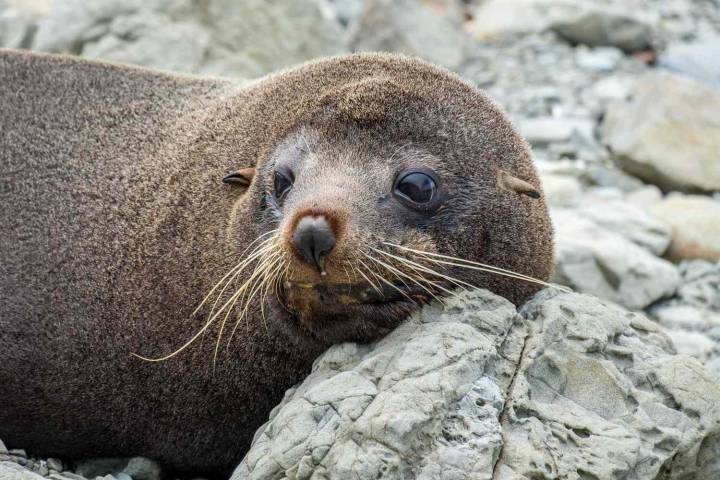 Bar Patrons Get a Surprise When Baby Seal Wanders Into the Pub