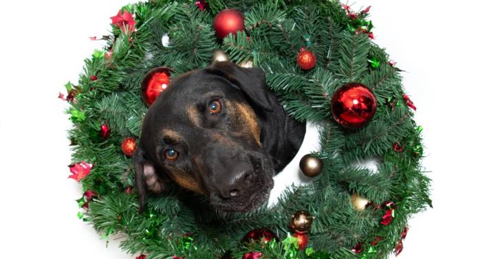 Adopt Bear, DUI checkpoints increase, and new transit options